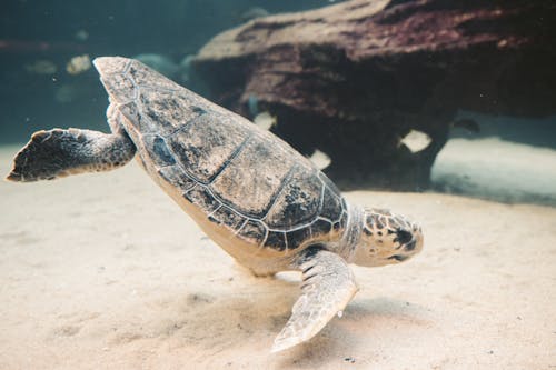 Free Underwater Photography of Brown and Black Turtle Near White Sand Stock Photo