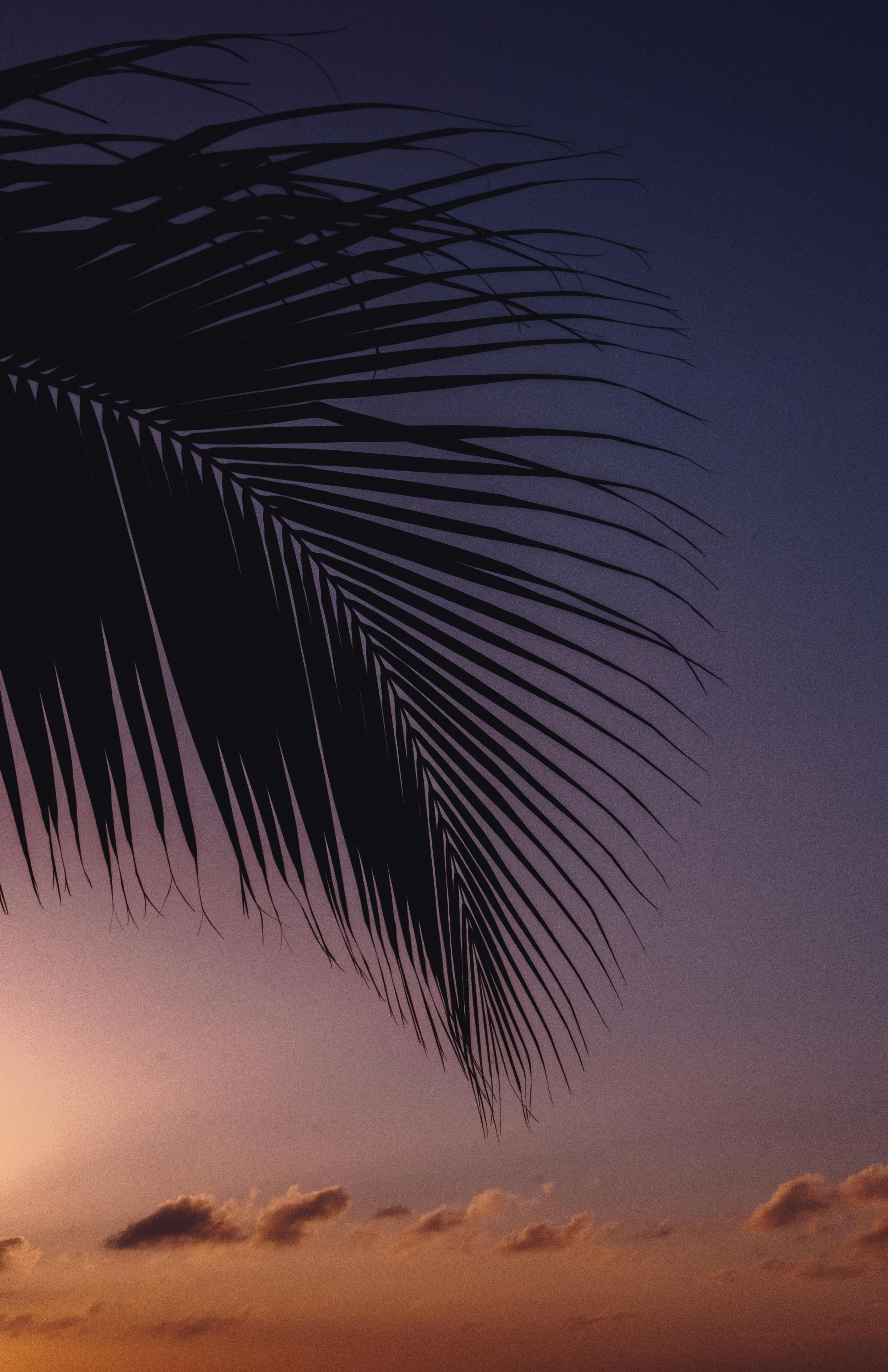 Captivating silhouette of a palm leaf against a vibrant sunset in Isla Mujeres, Mexico.