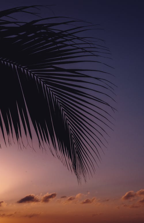 Darmowe zdjęcie z galerii z liść palmowy, pionowy strzał, sylwetka