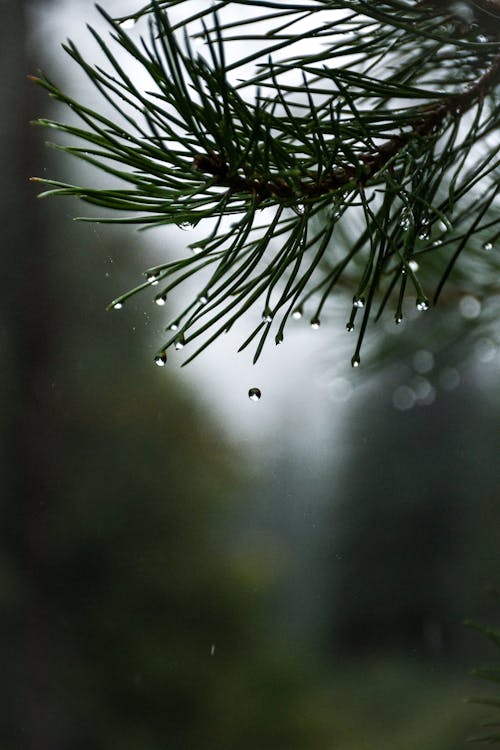 Green plant with shiny dew in forest