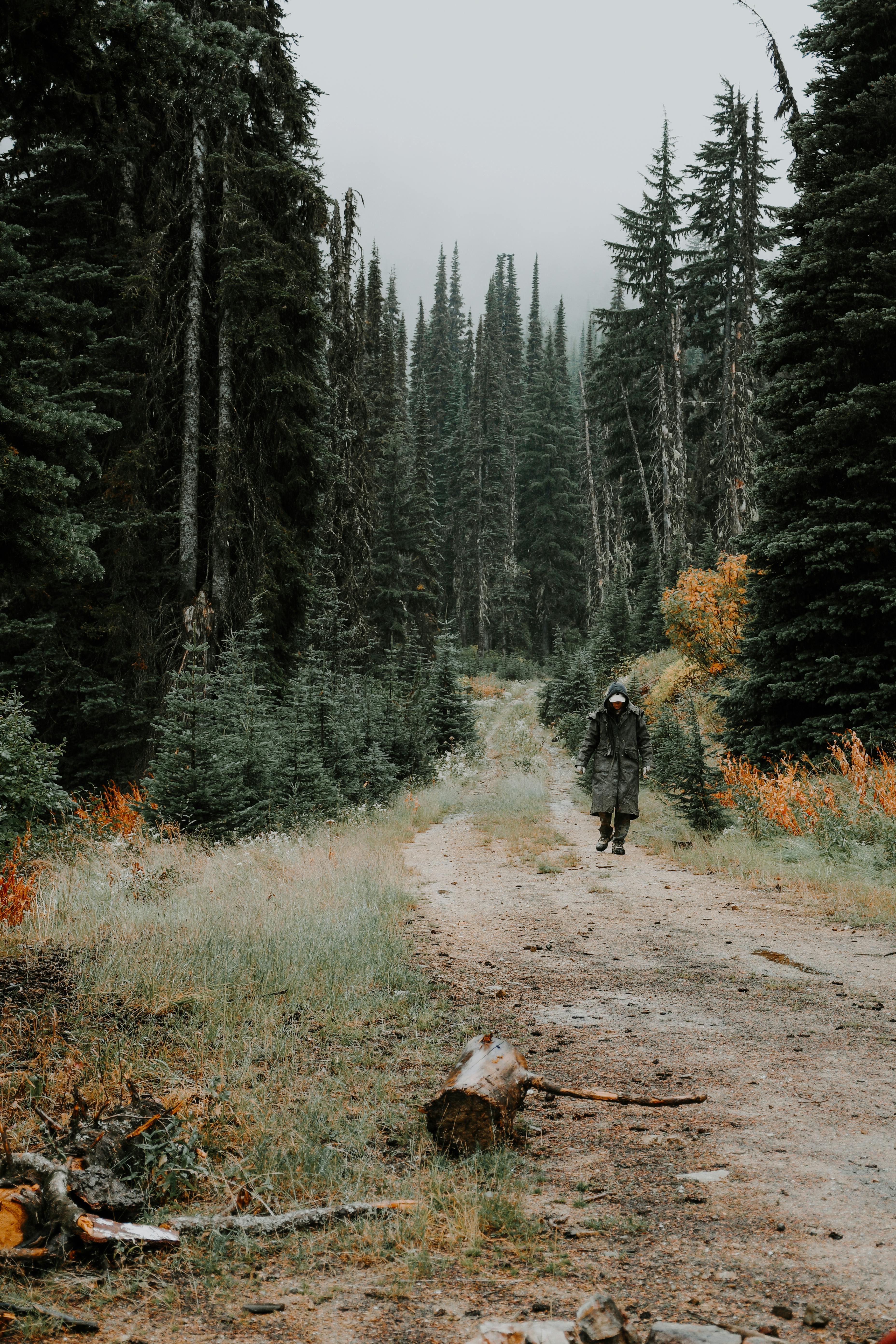 A lone traveler walks down a woodland path during autumn, surrounded by tall coniferous trees.