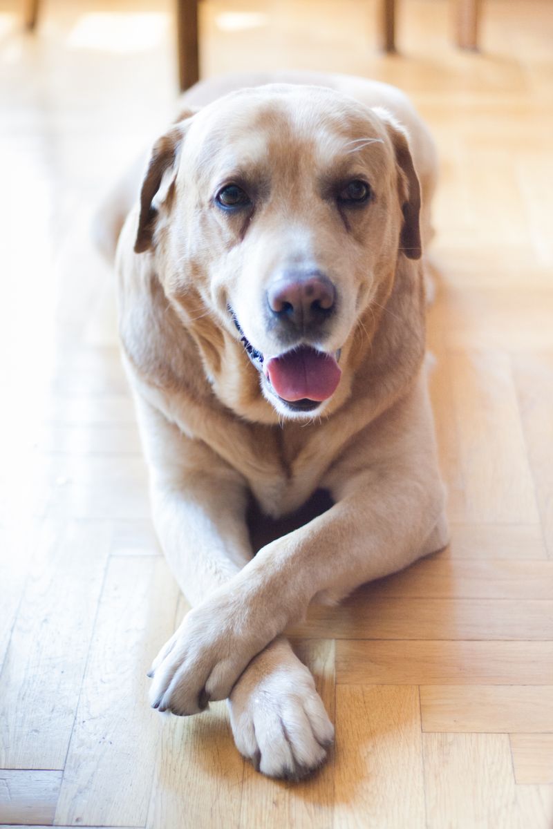 Archie - photo 1
