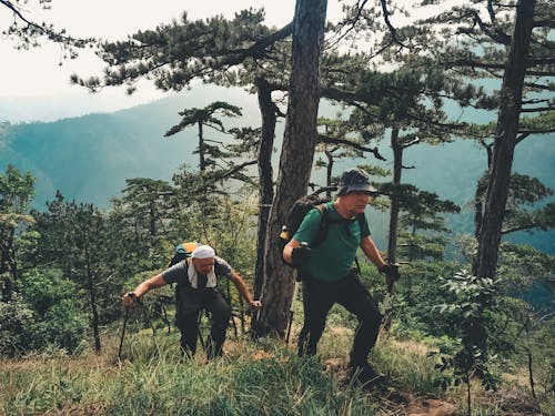 Foto stok gratis hutan, mendaki, petualangan