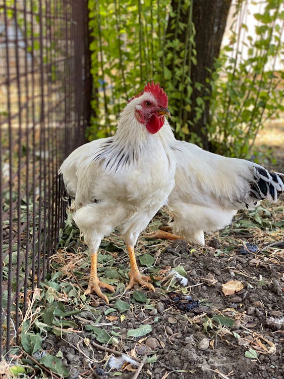 Close-Up Photo of White Chickens