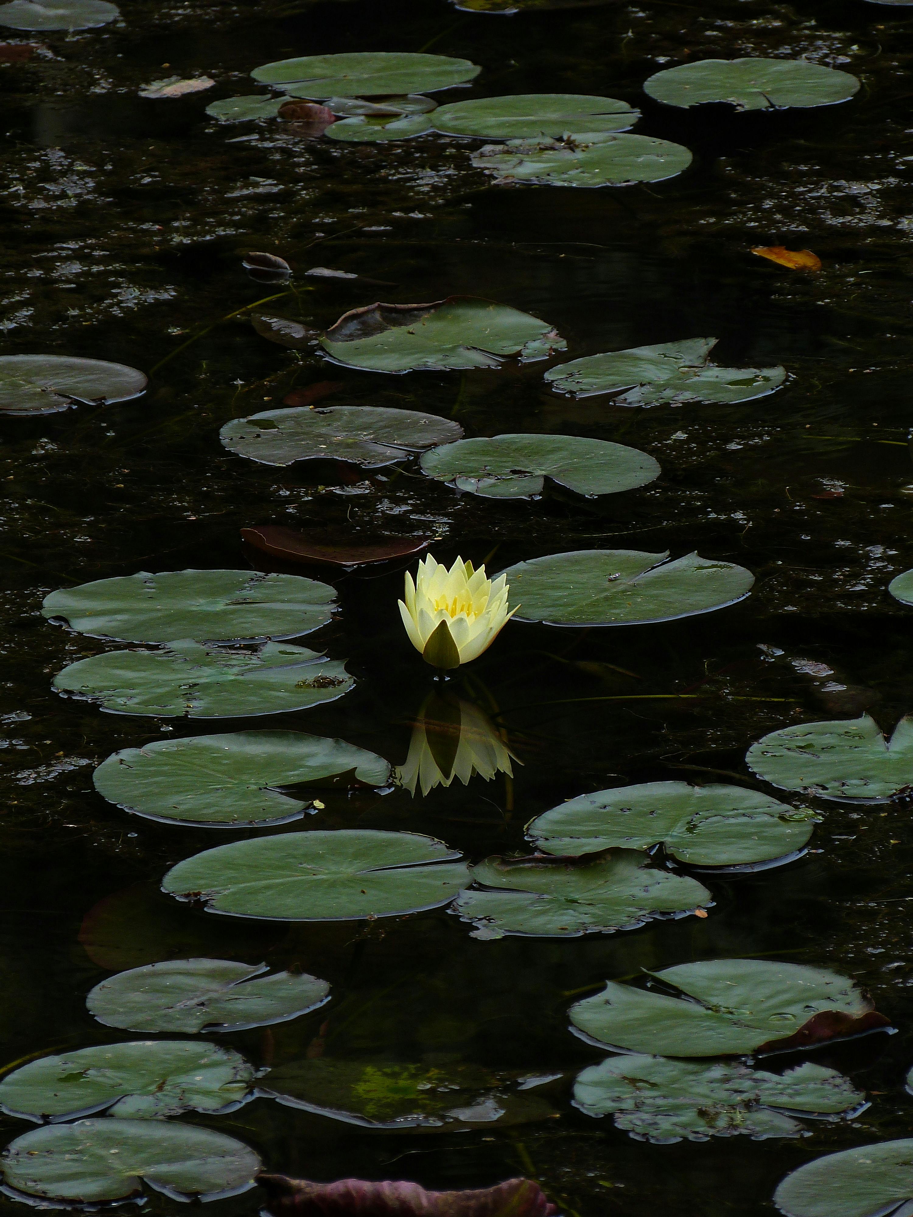 yellow lotus flower wallpaper