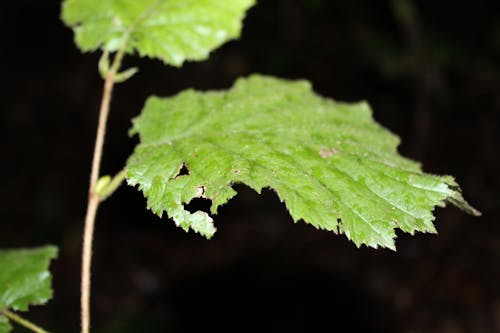 Free stock photo of dark background, fall, green leaf Stock Photo