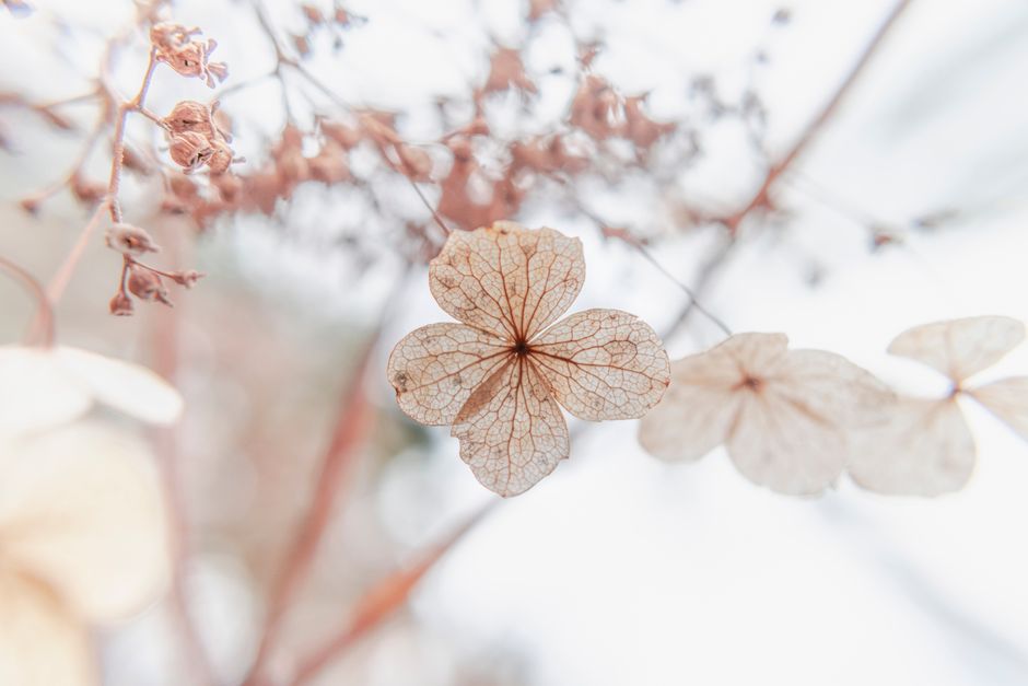 From below of gentle blossoming flowers with small petals growing in thin branch with pink buds in daylight in garden