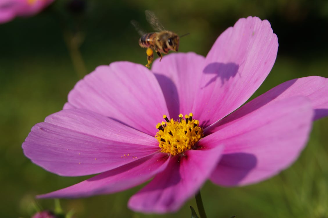 Free stock photo of bee, close, flower Stock Photo