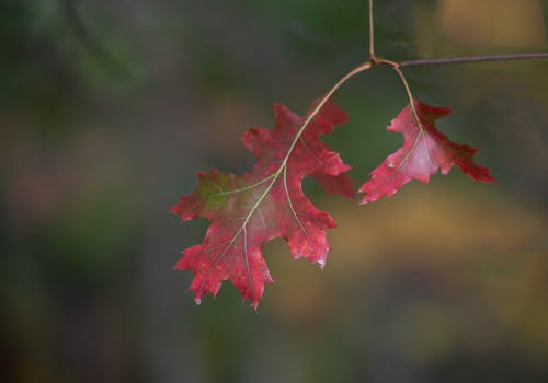 Free stock photo of autumn leaves Stock Photo