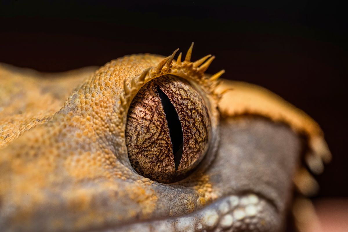 Macro close-up of a crested gecko's eye with its row of spiny crests above it