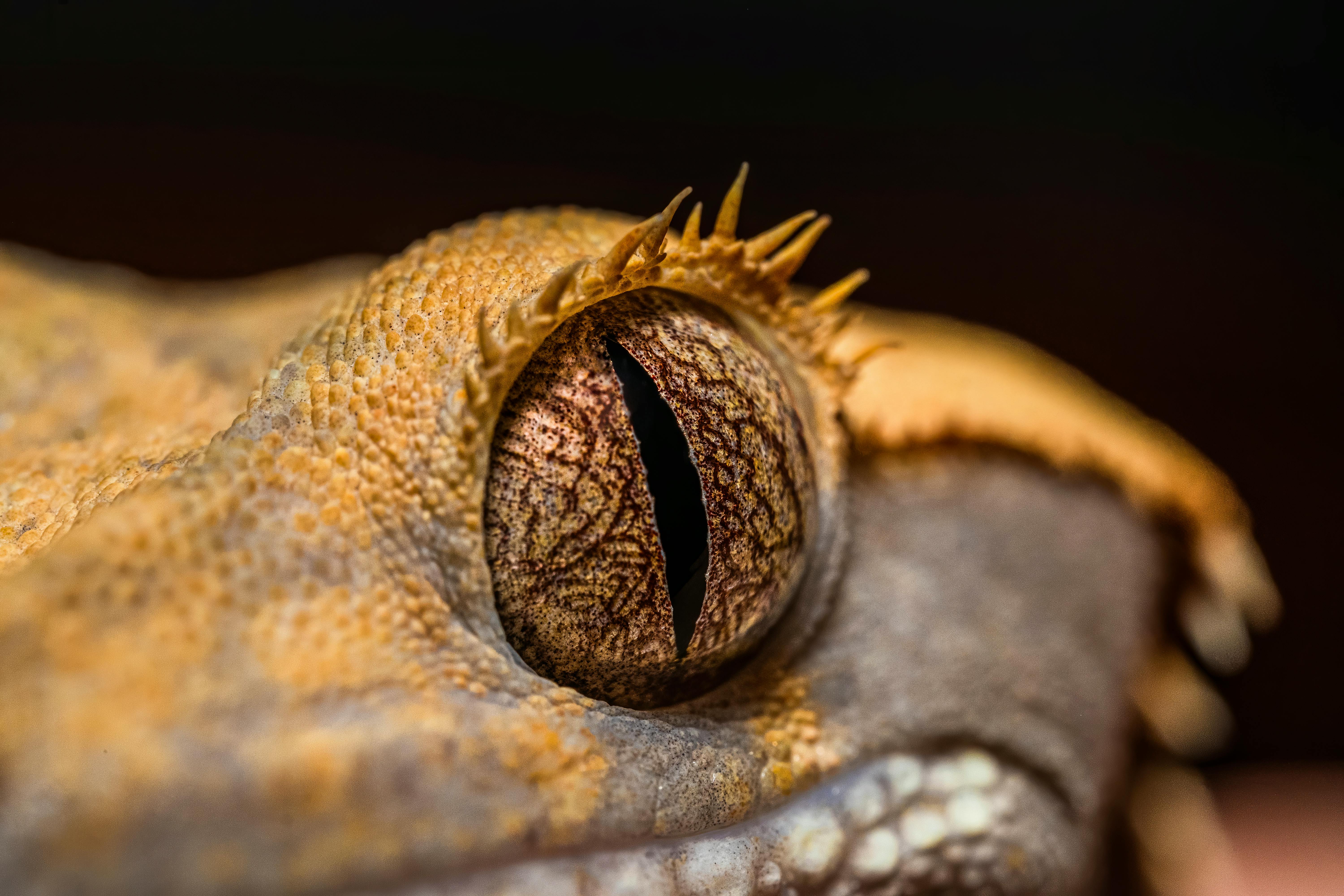 lizard eye