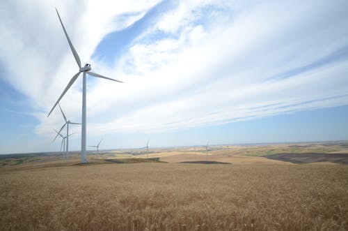 Free Windmills and Wheat Field Under Blue Sky Stock Photo