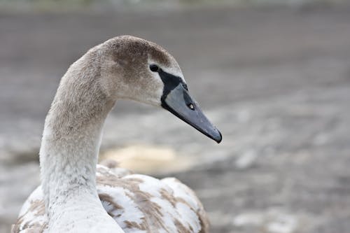 White and Brown Duck in Close Up Photography