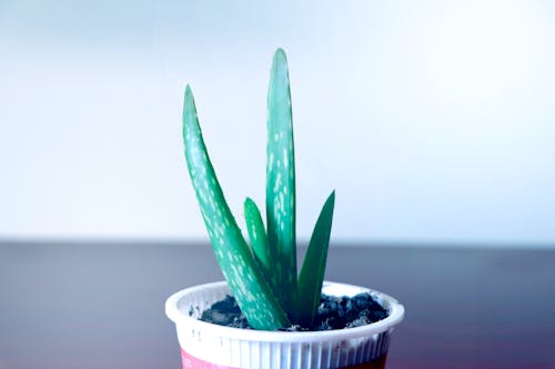 Aloe Vera, aloe vera jeli, aloe vera yağı içeren Ücretsiz stok fotoğraf