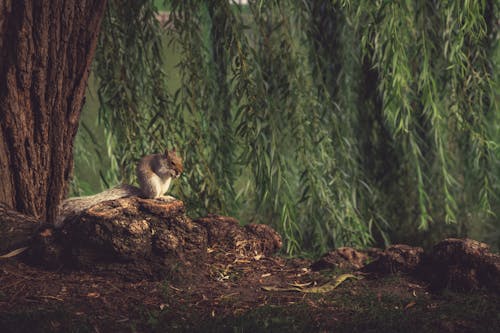 Photos gratuites de animal, écureuil, faune