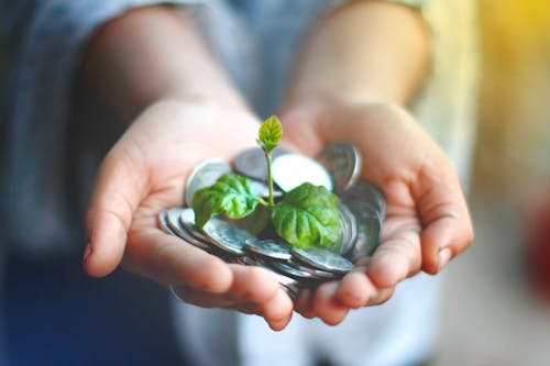 Person Holding Green and White Flower