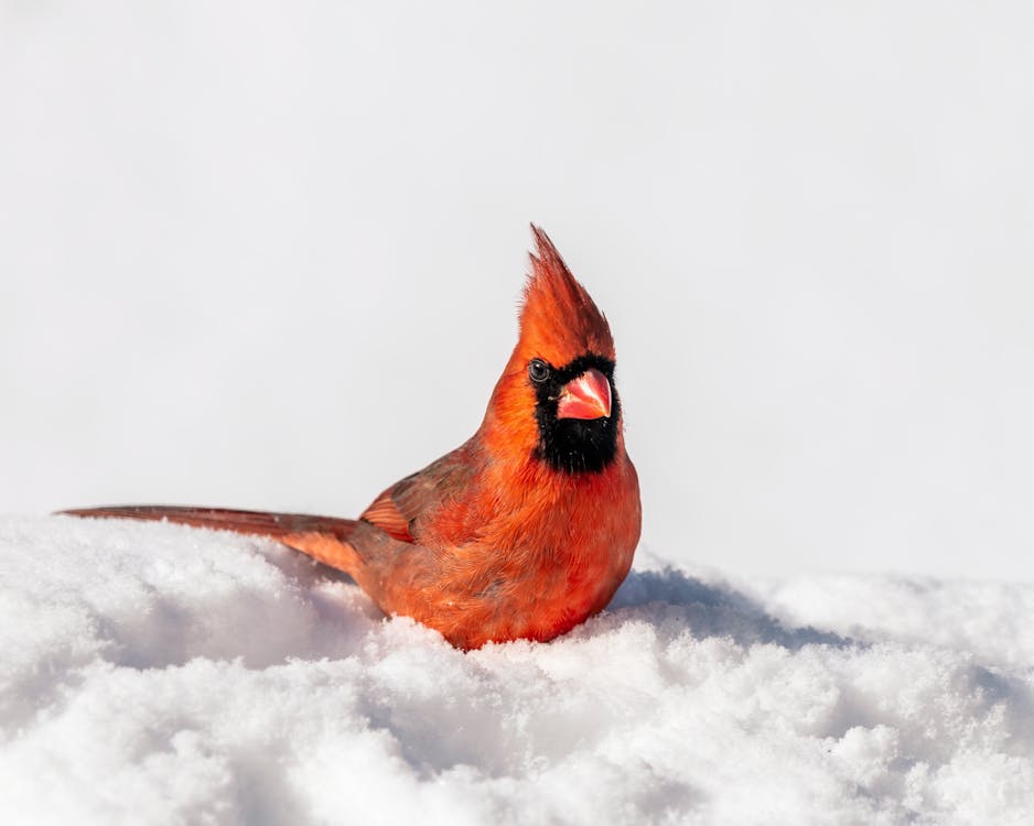 Bright red common cardinal bird standing on frozen valley covered with thick layer of snow on winter day