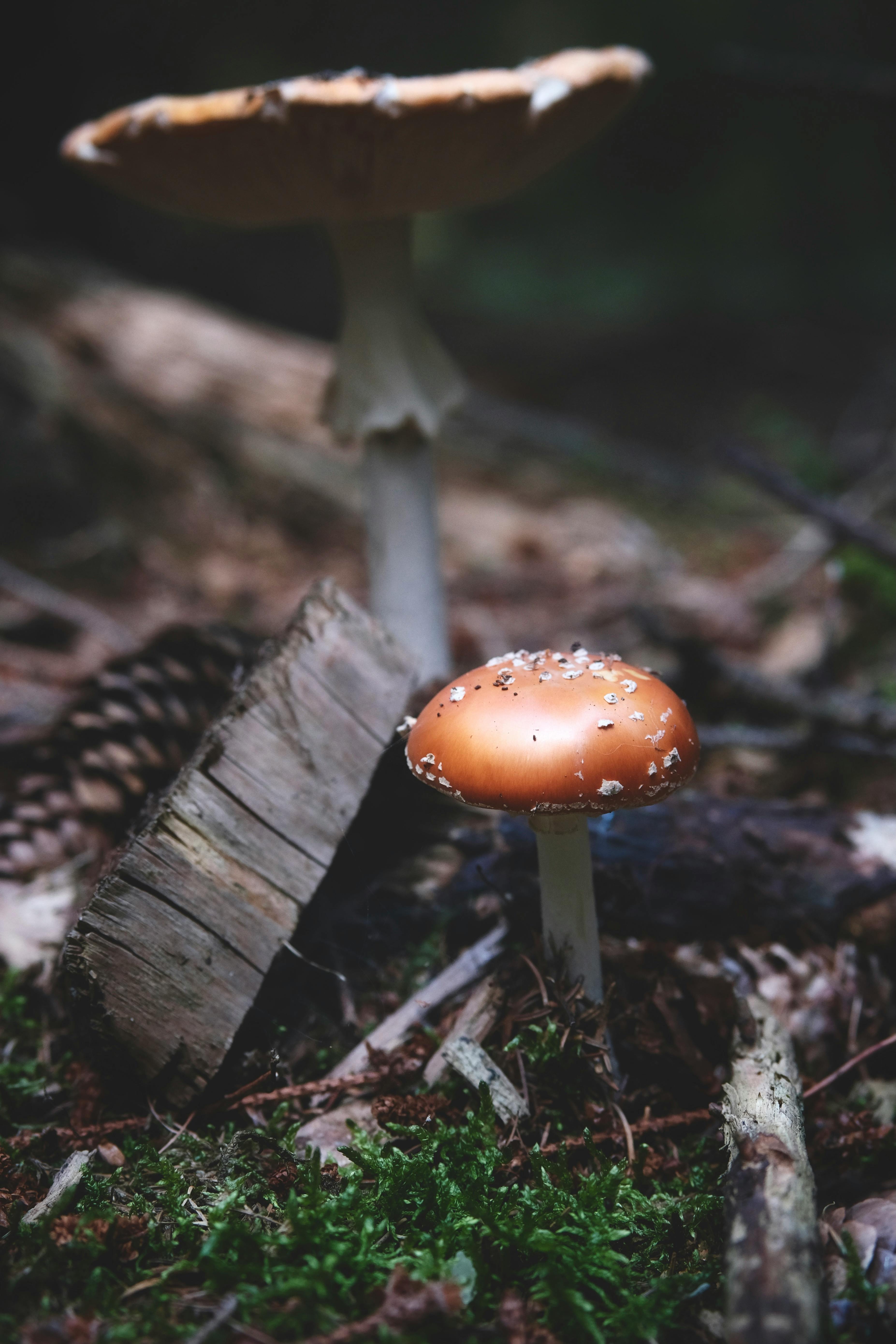 Shallow Focus Photography Of Brown Mushrooms · Free Stock Photo