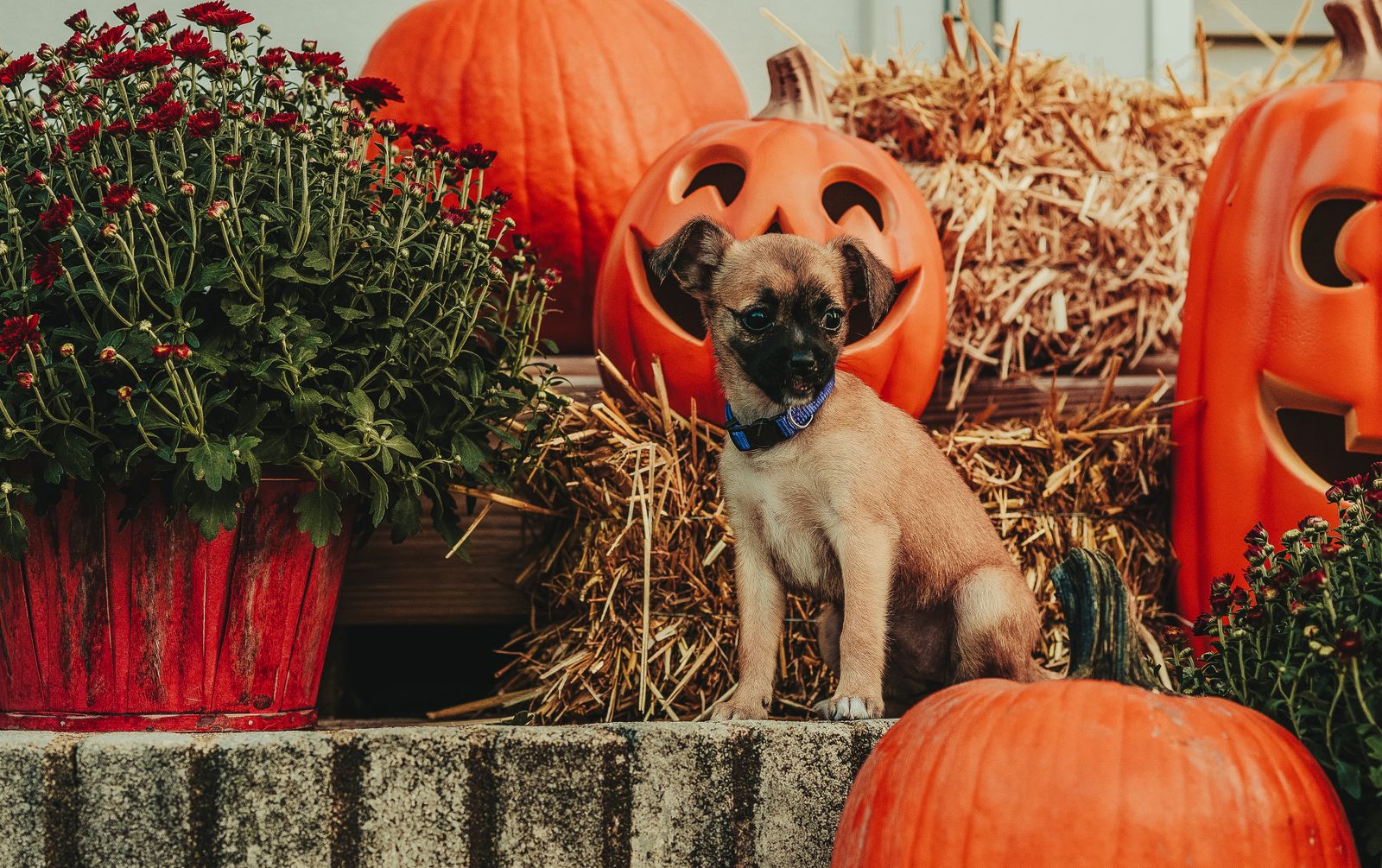 Small brown dog sitting beside decorative Halloween pumpkins and flowers