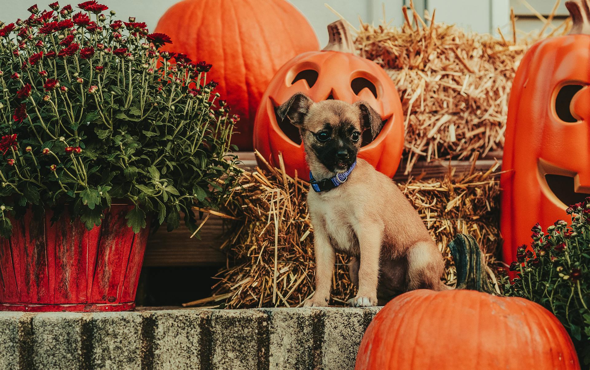 Funny dog sitting near decorative Halloween pumpkins