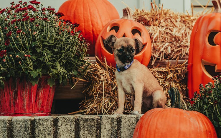 Funny Dog Sitting Near Decorative Halloween Pumpkins