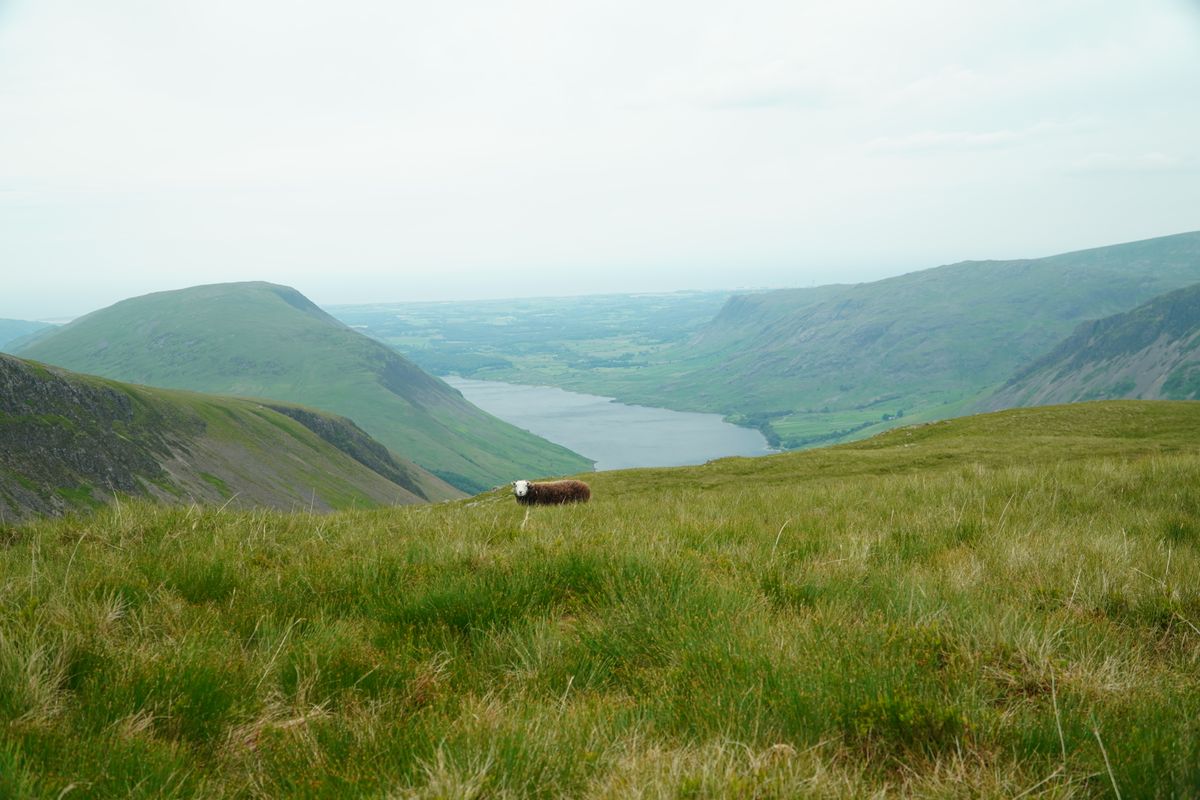 A Herdwick sheep grazing high above Wast Water in the Lake District.