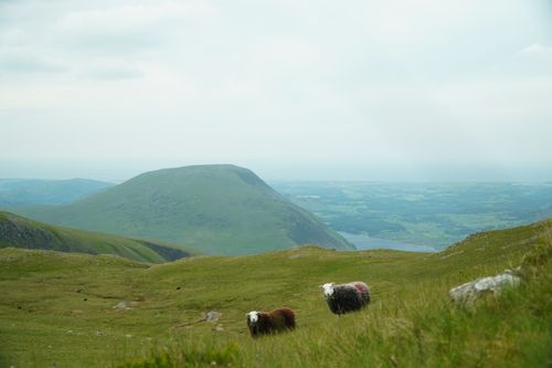 Free Serene landscape with grazing sheep on grassy hills under an overcast sky. Stock Photo
