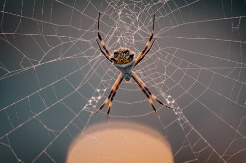 Free Brown and Black Spider on Web Stock Photo