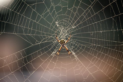 Free Spider on the Web Stock Photo