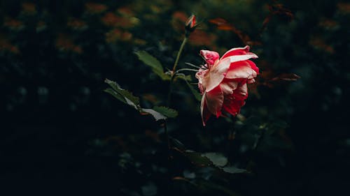 Gratis lagerfoto af blade, blomst, blomsterfotografering