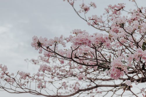 Pink Cherry Blossom Tree Under White Clouds