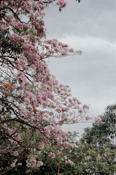 天空多云，樱花盛开的美丽景象，捕捉到春天的宁静时刻