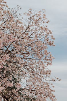 樱花在树上盛开的壮丽景色，映衬着宁静的蓝天