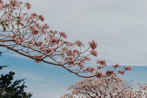 Free Pink Cherry Blossom Tree Under White Clouds Stock Photo