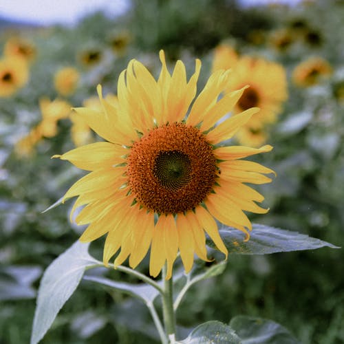 Kostenloses Stock Foto zu blume, flora, grüne blätter