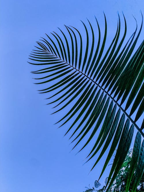 Free stock photo of beautiful nature, beautiful sky, coconut leaves