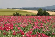 天空晴朗，连绵起伏的山丘环绕四周，郁郁葱葱的粉红色罂粟花盛开
