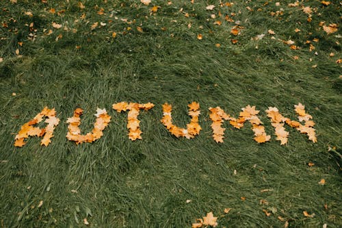 Word Autumn Made of Fallen Leaves