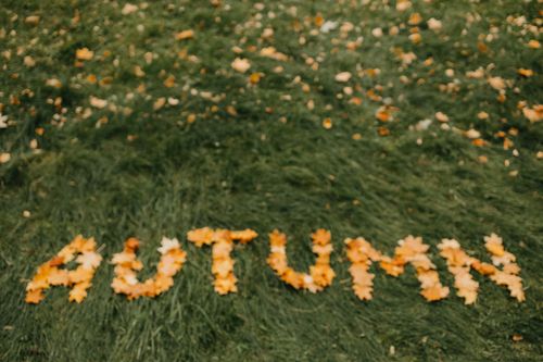 Free Golden autumn leaves arranged to spell 'AUTUMN' on lush green grass, creating a seasonal scene. Stock Photo