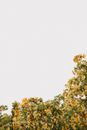 White and Yellow Flowers Under White Sky