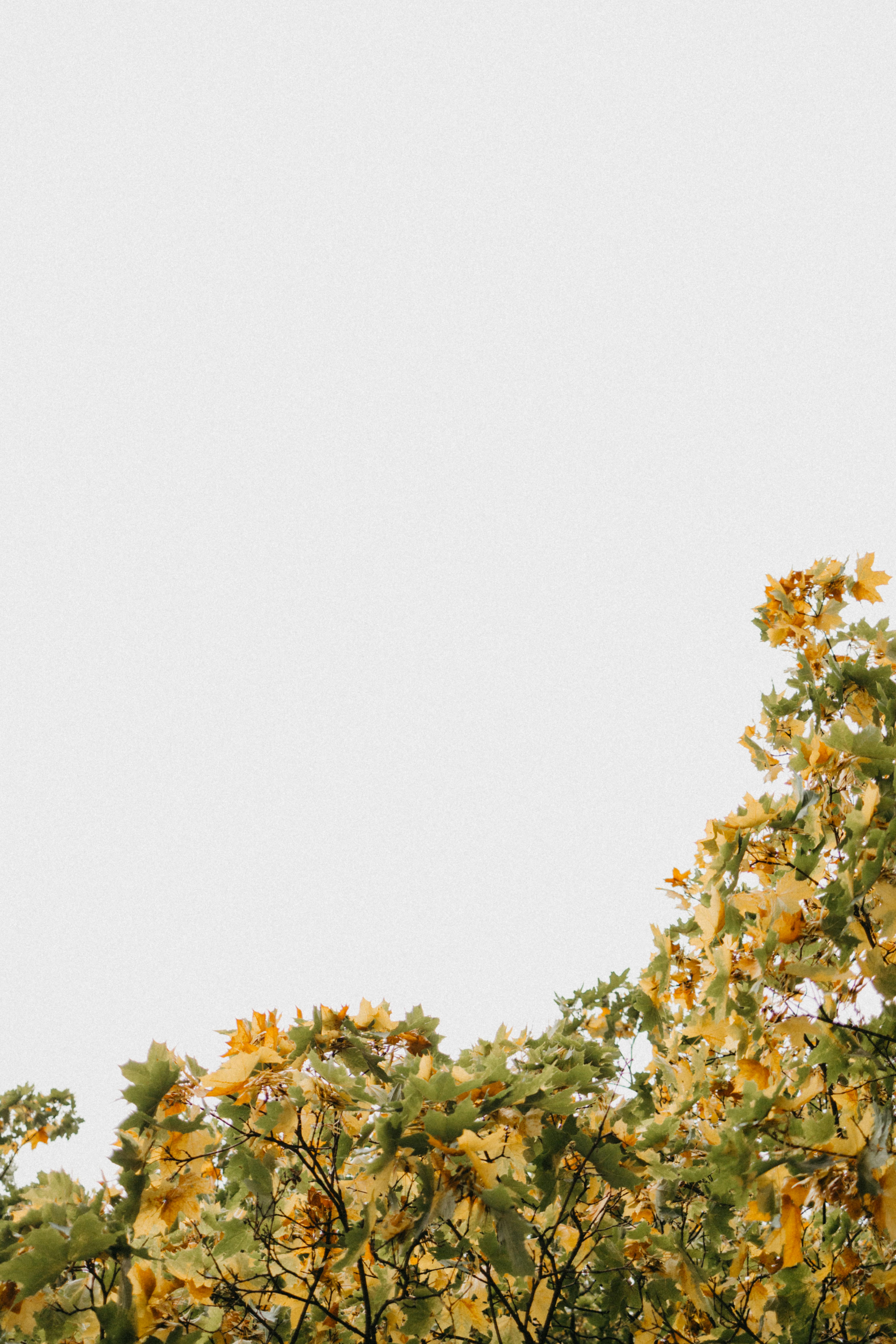 White and Yellow Flowers Under White Sky · Free Stock Photo