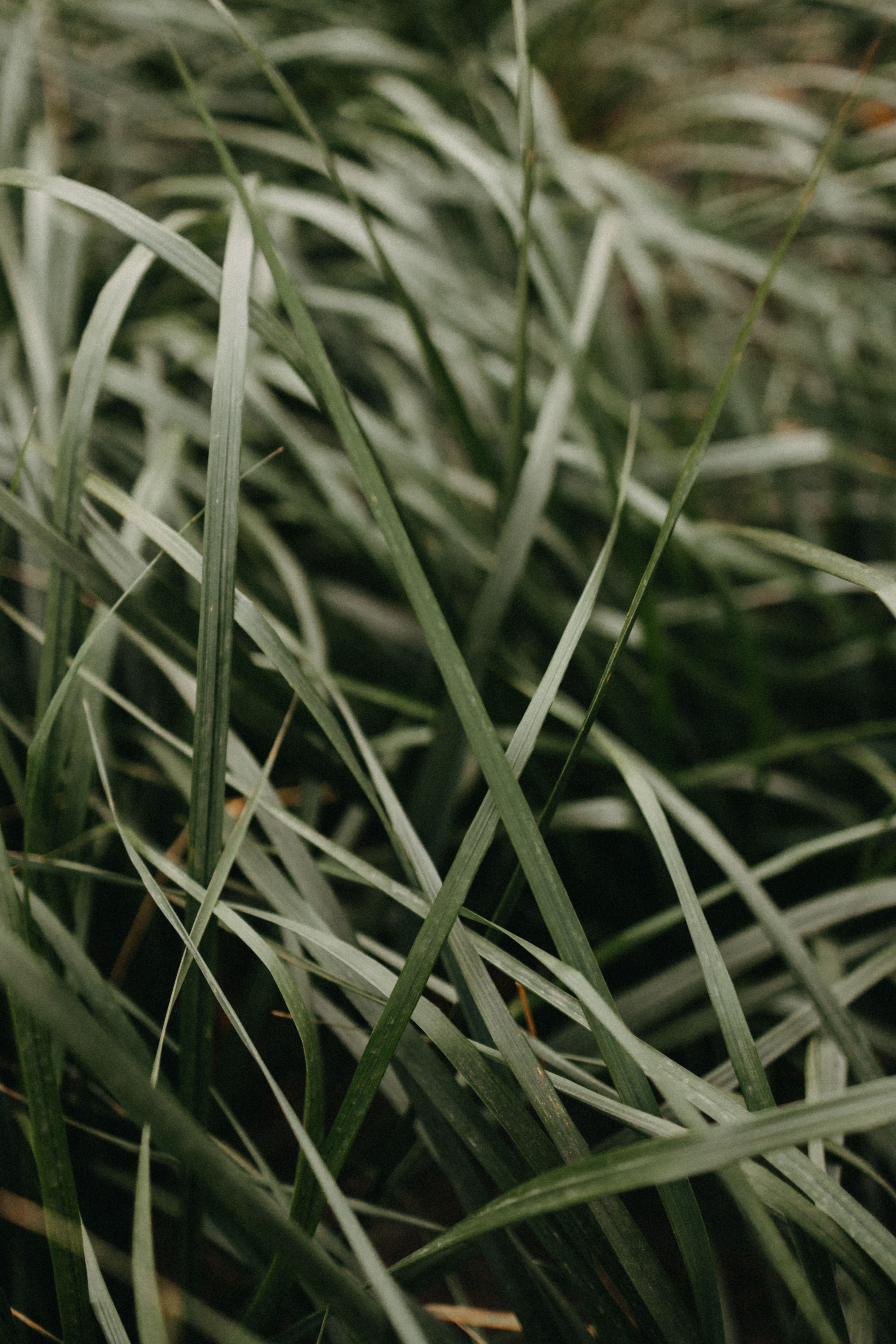 Detailed view of fresh green grass blades, capturing natural beauty and texture.