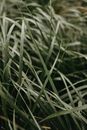 Green Grass in Close Up Photography