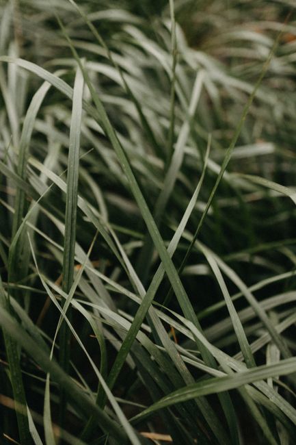 Detailed view of fresh green grass blades, capturing natural beauty and texture.