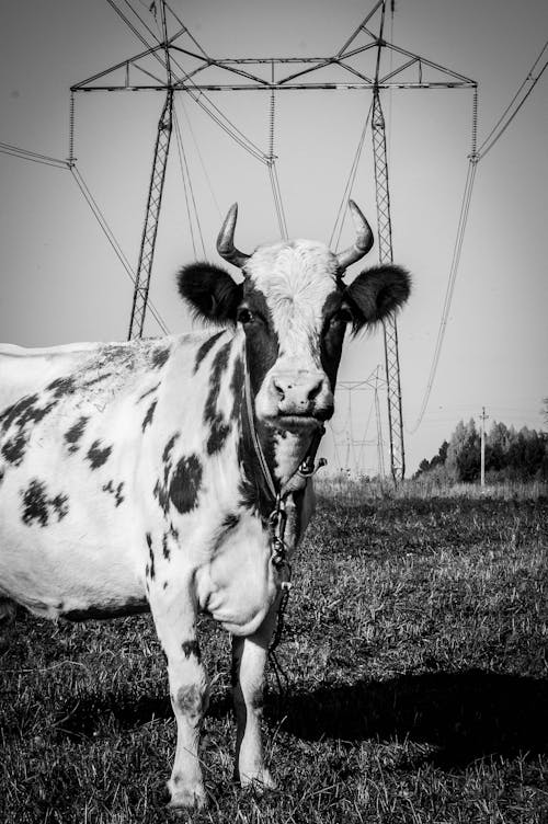 吃草, 垂直拍摄, 牛 的 免费素材图片