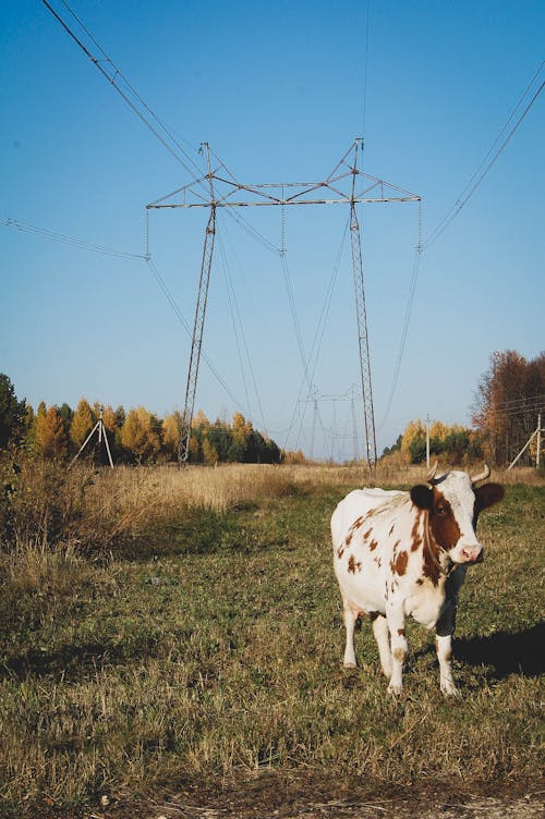 無料 動物, 家畜, 牛の無料の写真素材 写真素材