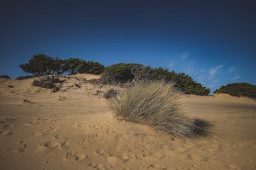 From below of dry sandy hill with fresh green plants and grass under blue sky