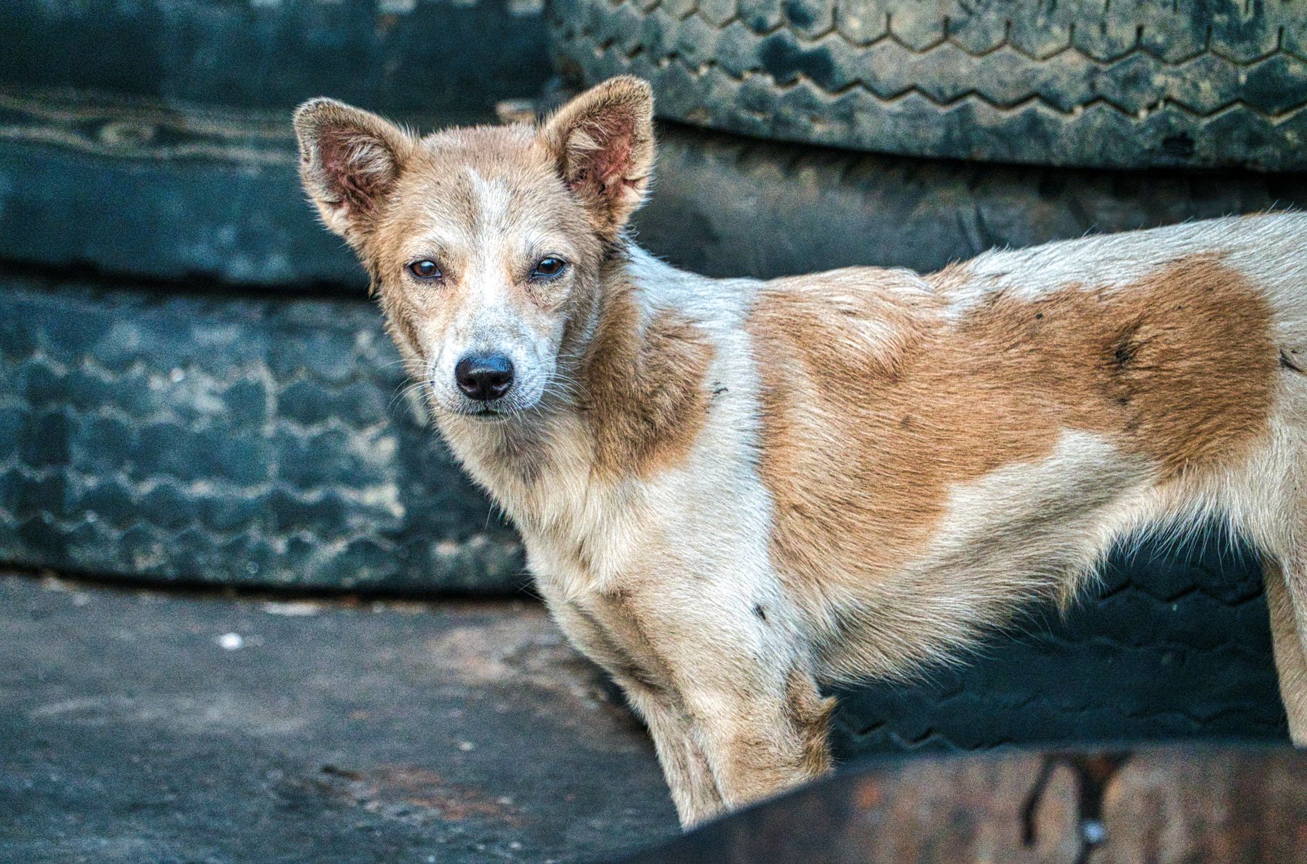 Portrait of a dog at a veterinary clinic