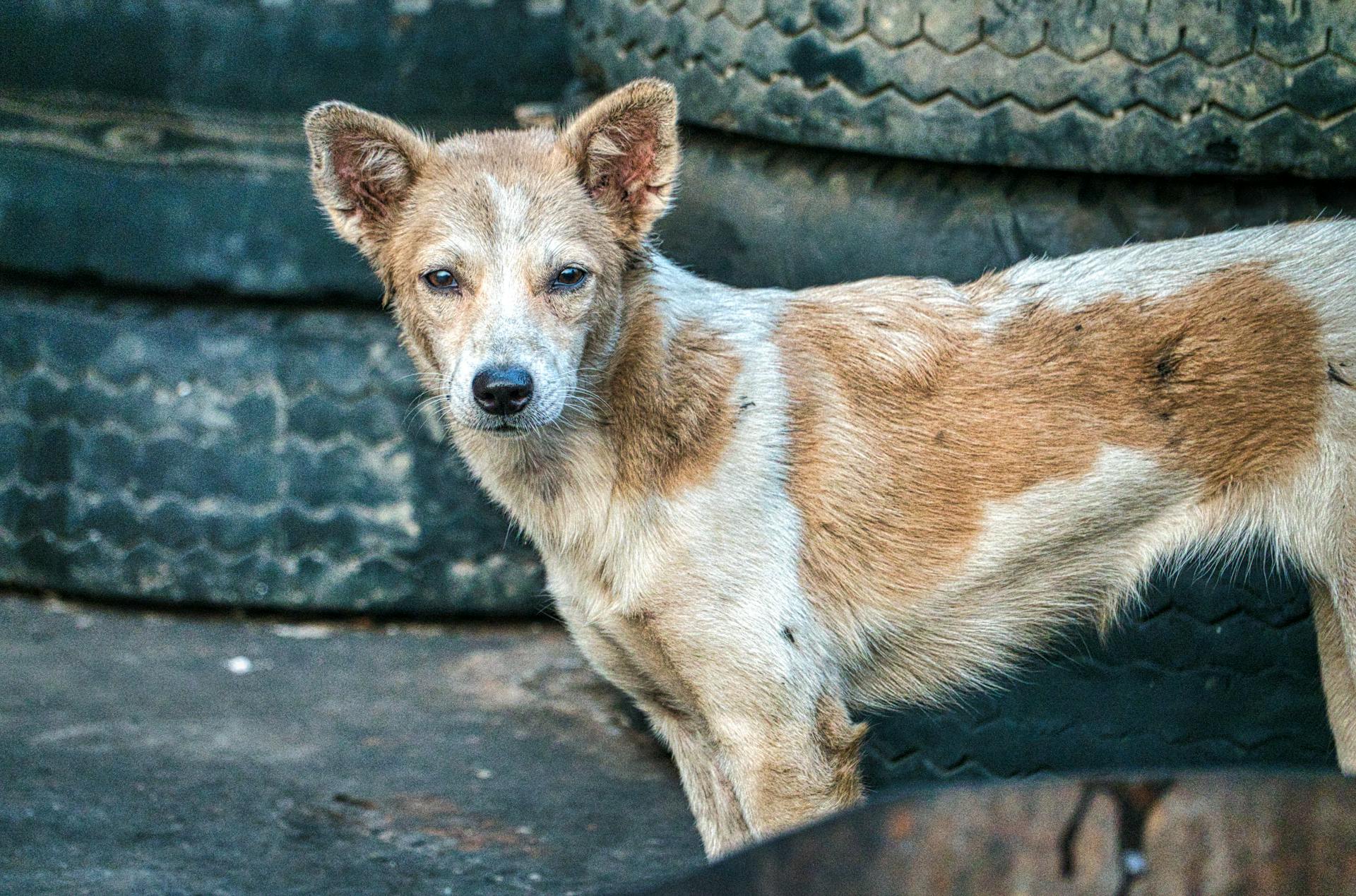 Dirty Dingo Dog