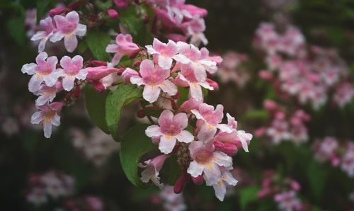 Free Vibrant pink flowers in full bloom with a soft, blurred background, captured up close. Stock Photo